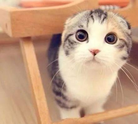 娱乐吃瓜君和折耳猫后续,一场跨界奇遇记  第2张