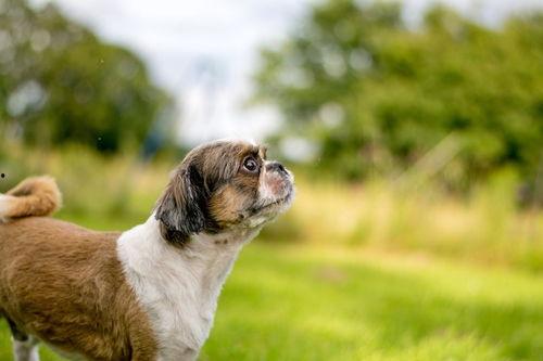 狗狗最新爆料视频下载,萌宠日常大曝光! 第1张 狗狗最新爆料视频下载,萌宠日常大曝光! 第1张